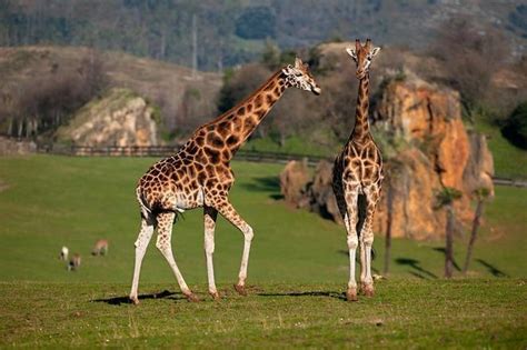 Mueren las tres jirafas del Parque de la Naturaleza de ...