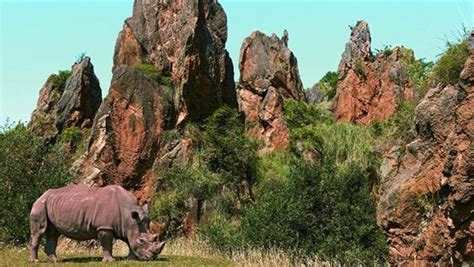 Mueren ocho rinocerontes por posible negligencia en su ...