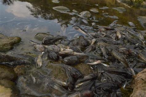 Mueren peces en río Los Esclavos