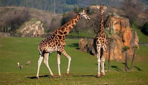 Mueren tres jirafas del Parque de la Naturaleza de ...