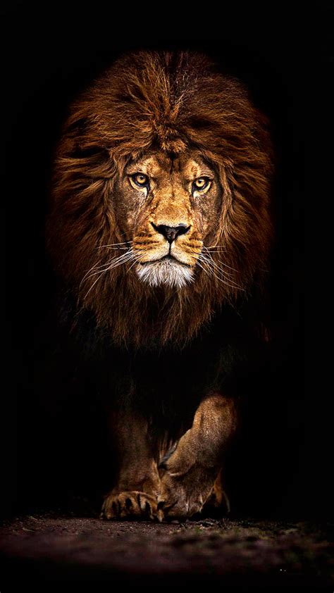 Mufasa Lion 1080 x 1920 HD Wallpaper