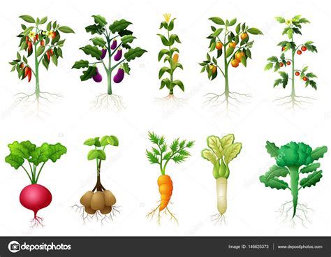 Muitas plantas tipo de vegetais com ilustração de raízes ...