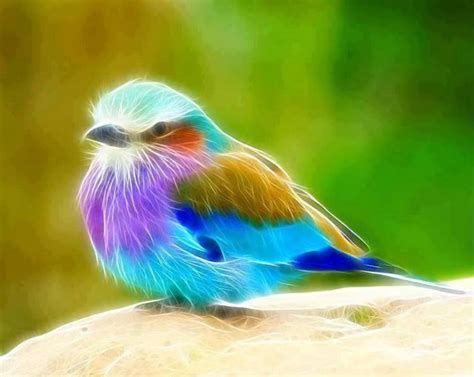 Multi Colored Bird  from Amazing Images & Quotes ...