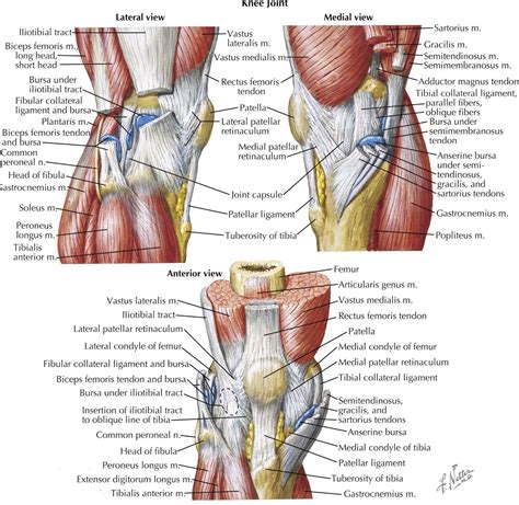 Multiple aspects of the knee   Netter | Anatomy | Pinterest