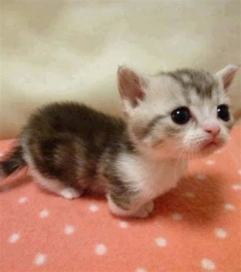 Munchkin: a raça de gatos miniaturas que continuam bebês a ...