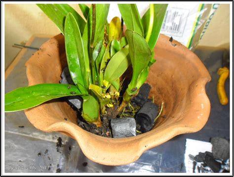Mundo das Plantas : Orquídeas, como plantar: