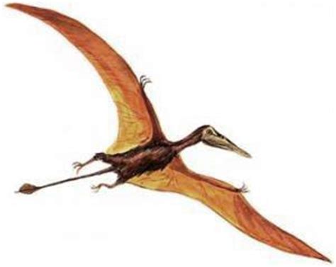 Mundo Pré Histórico: Pterossauros  Pterosauria