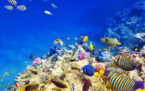 Mundo subacuático, coral, brillante, arrecifes, fishs ...