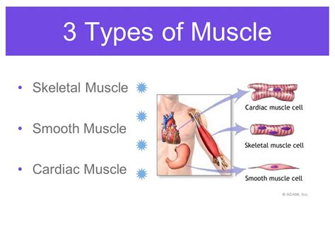Muscle Anatomy Definition Anatomy Unit 2 Muscle Studyblue ...
