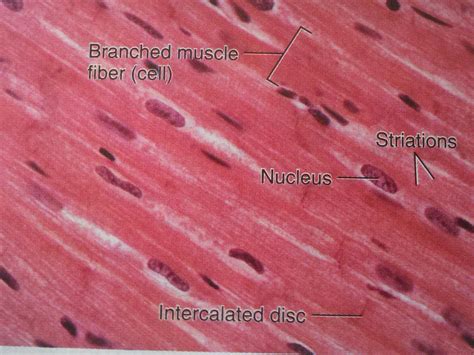 muscle/ nervous tissue: names/ functions/ locations at ...