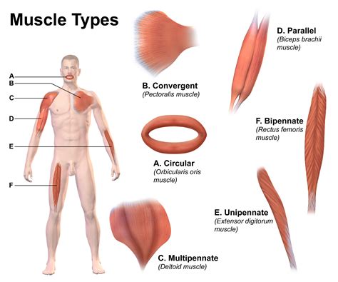 Muscle Types Related Keywords & Suggestions   Muscle Types ...