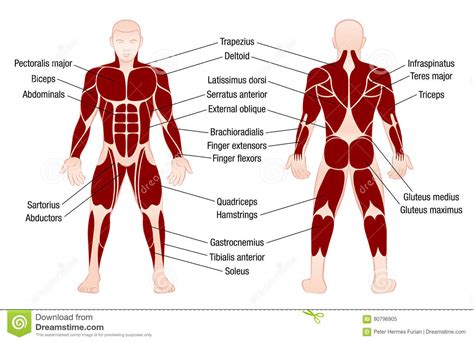 Muscles Chart Description Muscular Body Man Stock Vector ...