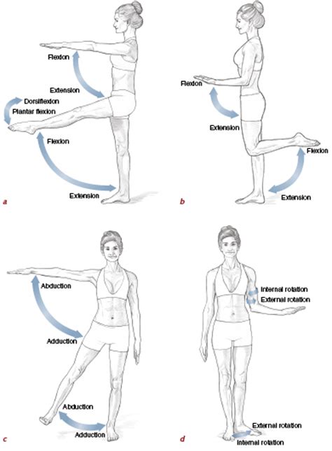 Muscles, Movement Analysis, and Mat Work   Pilates Anatomy