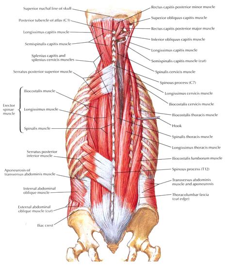 Muscles of Back Intermediate Layers | Muscles, Layering ...