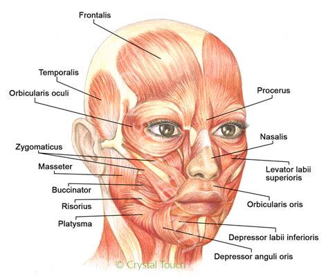 Muscles of facial expressions and how they work   Crystal ...