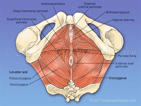 Muscles Of Pelvic Floor | Carpet Review