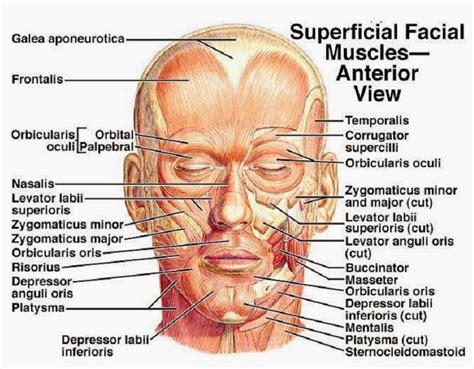 Muscles of the face   superficial facial muscles   human ...