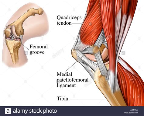 Muscles of the Knee Joint Medial View Stock Photo, Royalty ...