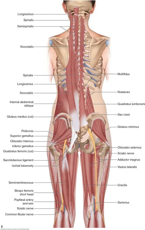 Muscles of the low back   Learn Muscles