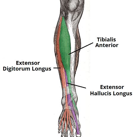 Muscles of the Lower Leg: Anterior, Posterior & Lateral ...