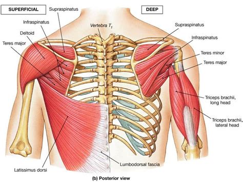 Muscles that Move the Arm. Nine muscles cross the shoulder ...