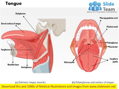 Muscles that move the tongue medical images for power point