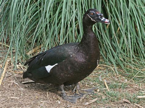 Muscovy duck   Wikipedia