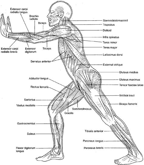 Muscular System Coloring Pages   AZ Coloring Pages