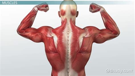 Muscular System Definition – applecool.info