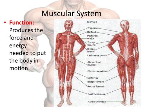 Muscular System Functions – craftbrewswag.info
