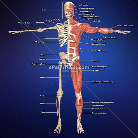 muscular system skeletal muscle   DriverLayer Search Engine