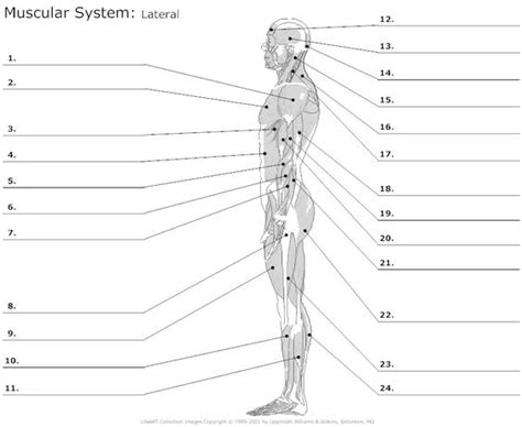 muscular system worksheets   Bing Images | School for me ...