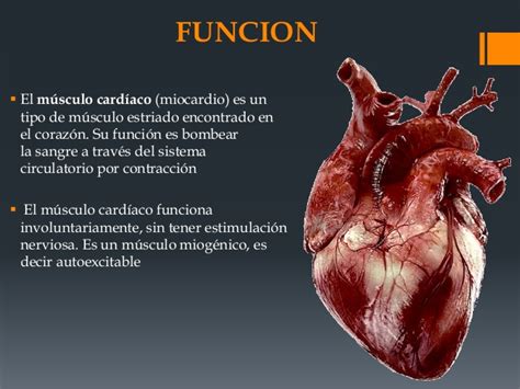 Musculo cardiaco histologia