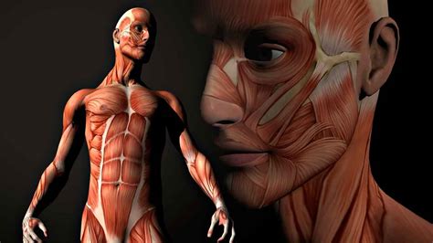 Músculo esquelético: anatomía funcional | Mundo Entrenamiento