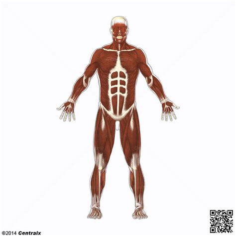 Músculo Esquelético   Atlas de Anatomía del Cuerpo Humano ...