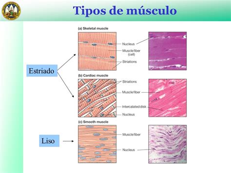 Músculo Estructura El sarcómero Filamentos contráctiles ...