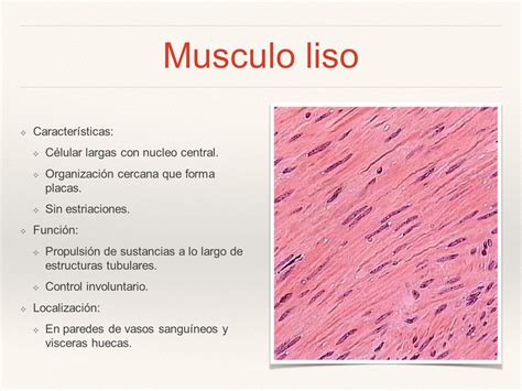 Músculo.   ppt video online descargar