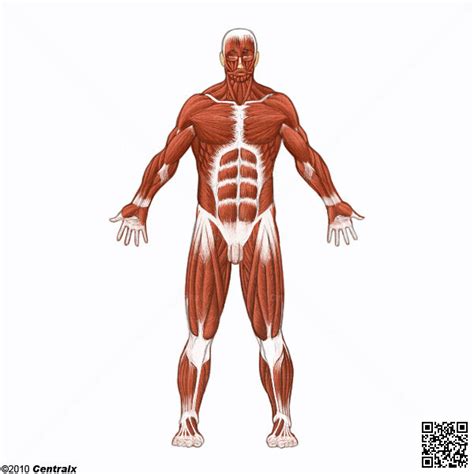 Músculos   Atlas de Anatomía del Cuerpo Humano   Centralx