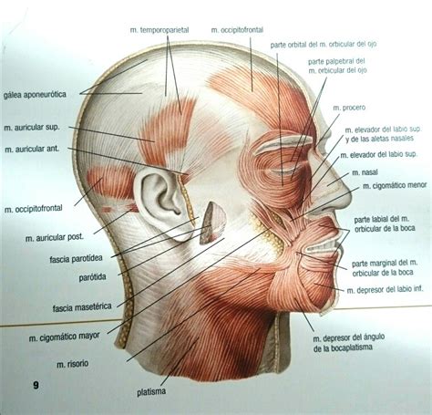 Musculos cabeza | miofuncional | Pinterest | Músculos ...