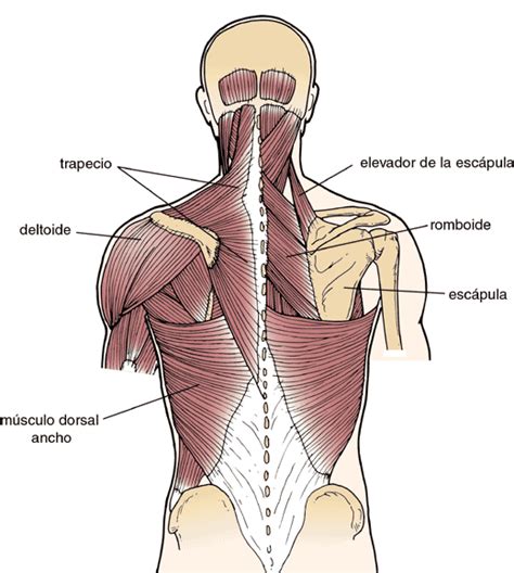 musculos cintura escapular | cuerpo humano | Pinterest