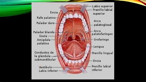Musculos de la boca & musculos de la lengua  anatomia 1