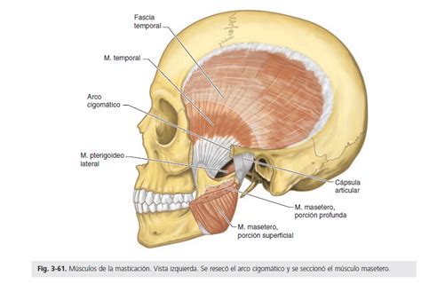 Músculos de la cara   Anatomía Cervantes