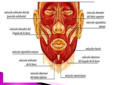 musculos de la cara, nervio y arteria facial