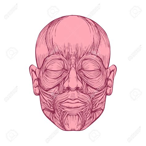 Músculos de la cara y sus funciones   Músculos De La ...