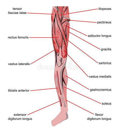 Músculos de la pierna stock de ilustración. Ilustración de ...