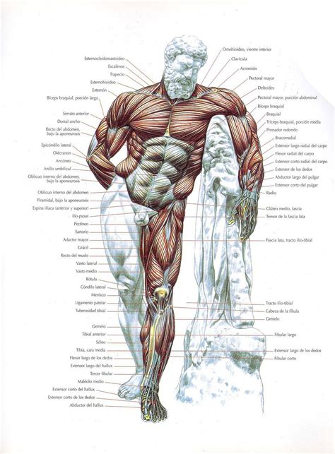 Músculos del Cuerpo Humano   Grupos, Tipos y Funciones.