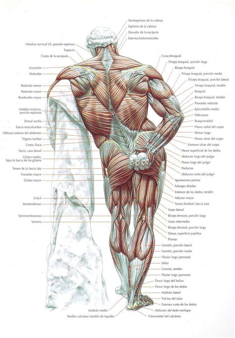 Músculos del Cuerpo Humano   Grupos, Tipos y Funciones.