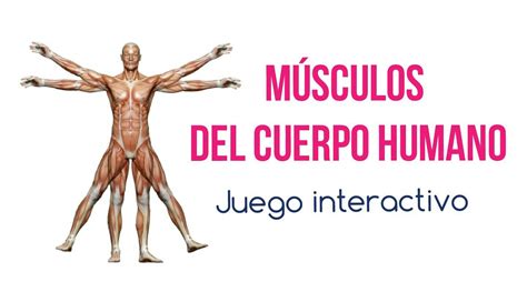 Músculos del cuerpo humano: Juego interactivo ...