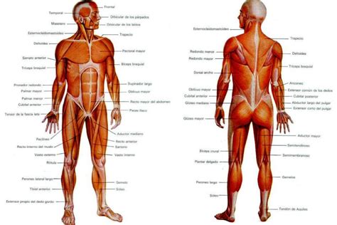 Músculos del cuerpo humano