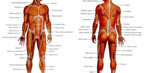 Músculos del cuerpo humano